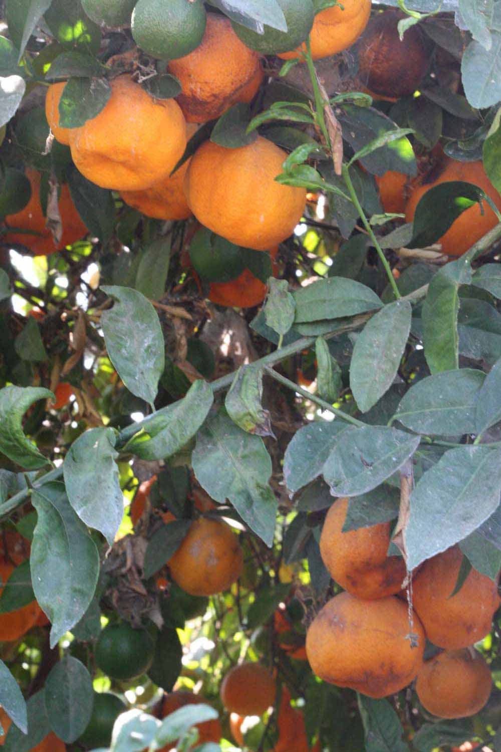              Shade leaves (Riverside, CA)       